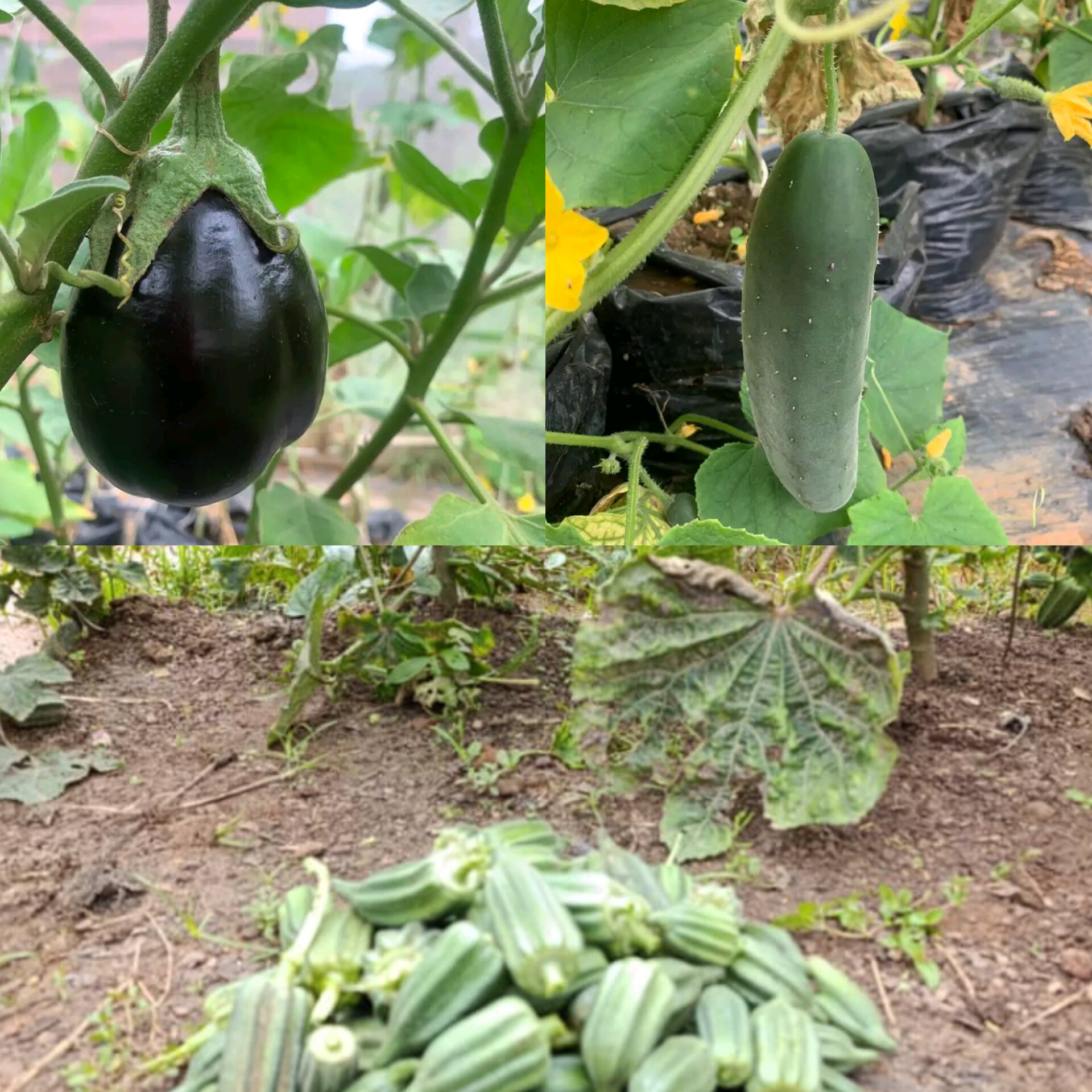 HARVESTING OKRA, CUCUMBERS AND EGGPLANTS IN A GREENHOUSE. HARVESTING OKRA, CUCUMBERS AND EGGPLANTS IN A GREENHOUSE.