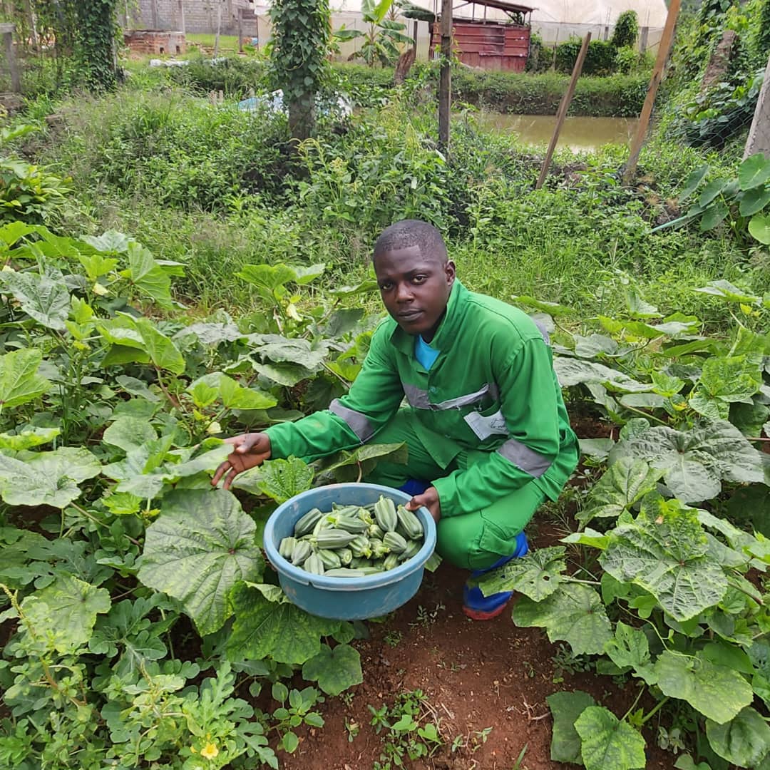 Harvesting of vegetable crops